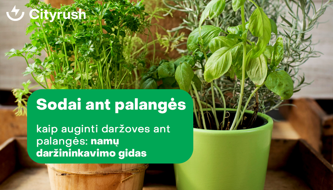 Sodai ant palangės: "Patarimai, kaip auginti daržoves ant palangės: namų daržininkavimo gidas"